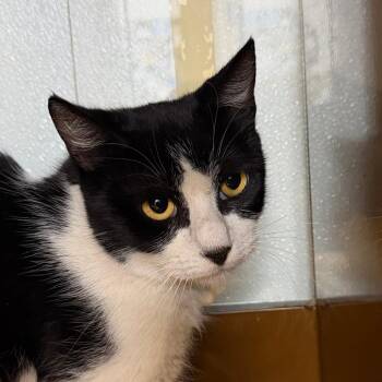 NORMA -  Domestic Short Hair Cat for Adoption in Richmond, California - NORMA | PetCurious