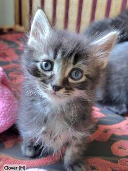 Clover -  Domestic Long Hair and Tabby Cat for Adoption in Rochester Hills, Michigan - Clover | PetCurious