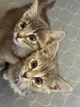Fancy -  Domestic Short Hair Cat for Adoption in Lafayette, Colorado - Fancy | PetCurious
