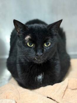 Rescue Domestic Short Hair Cats for Adoption in West Chester, Pennsylvania - Chax | PetCurious
