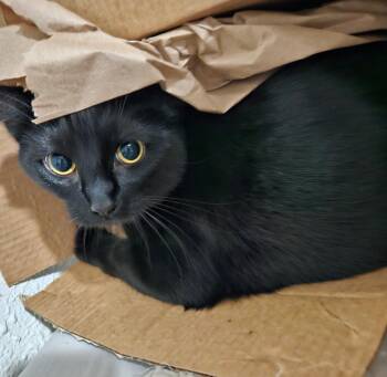 Wednesday - COURTESY POST - -  Domestic Short Hair Cat for Adoption in Puyallup, Washington - Wednesday - COURTESY POST - | PetCurious
