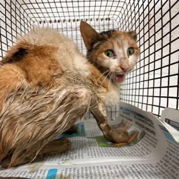 Domestic Short Hair Cats Available for Adoption in Edinburg, Texas - Mrs. Meow | PetCurious