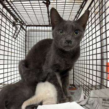 Domestic Short Hair Cats Available for Adoption in Edinburg, Texas - Crunchy Peanut Butter | PetCurious