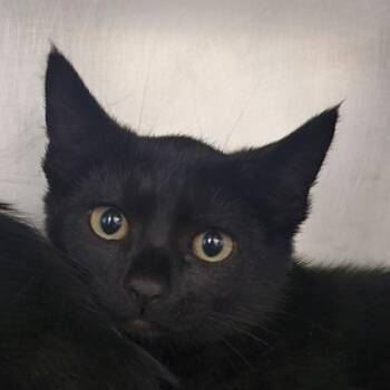 Scout -  Domestic Short Hair Cat for Adoption in Schenectady, New York - Scout | PetCurious
