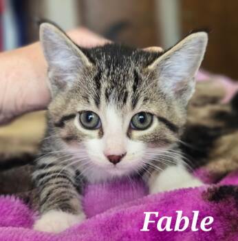 FABLE -  Domestic Short Hair Cat for Adoption in La Crescent, Minnesota - FABLE | PetCurious