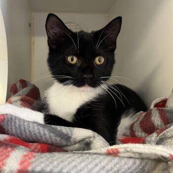 Bitsy -  Domestic Short Hair Cat for Adoption in Peconic, New York - Bitsy | PetCurious