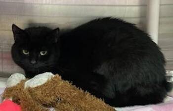 Domestic Short Hair Cats Available for Adoption - Little Bit | PetCurious