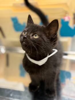 Domestic Short Hair Cats Available for Adoption in Algona, Iowa - LILLIANA | PetCurious