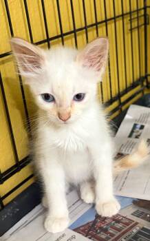 Siamese Cats Available for Adoption in San Antonio, Texas - Coconut | PetCurious