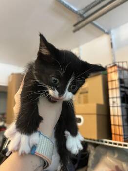Elvis -  Domestic Short Hair Cat for Adoption in Emerald Isle, North Carolina - Elvis | PetCurious