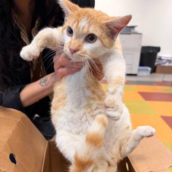 Orange Peel -  Domestic Short Hair Cat for Adoption in Philadelphia, Pennsylvania - Orange Peel | PetCurious