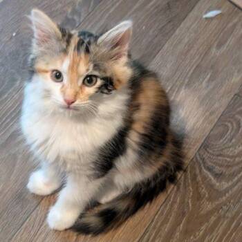 Scottie -  Calico and Domestic Medium Hair Cat for Adoption in Knoxville, Tennessee - Scottie | PetCurious