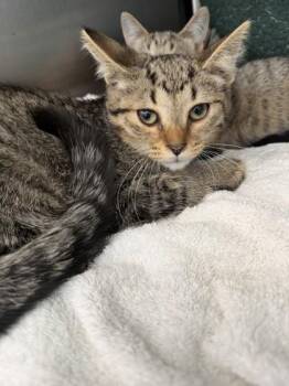 Peanut -  Domestic Short Hair Cat for Adoption in Westland, Michigan - Peanut | PetCurious