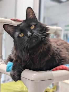 JOEY -  Domestic Medium Hair Cat for Adoption in Canfield, Ohio - JOEY | PetCurious