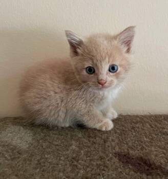 Rescue Domestic Short Hair Cats for Adoption in Ypsilanti, Michigan - Aster     (Bonded To Dahlia) | PetCurious