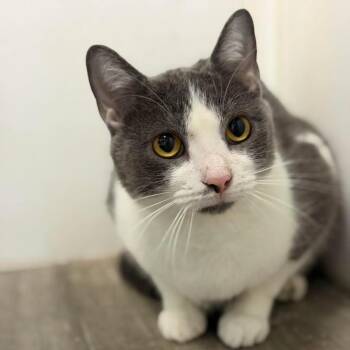 Domestic Short Hair Cats Available for Adoption in Brownsboro, Alabama - Smokey Bear | PetCurious