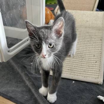 Lupin -  Domestic Short Hair Cat for Adoption in Lakewood, Colorado - Lupin | PetCurious