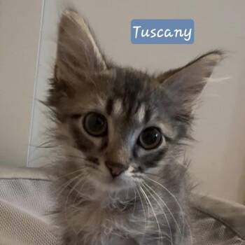 Tuscany -  Domestic Medium Hair Cat for Adoption in Bentonville, Arkansas - Tuscany | PetCurious