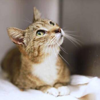 Chloe -  Domestic Short Hair Cat for Adoption in Atlanta, Georgia - Chloe | PetCurious