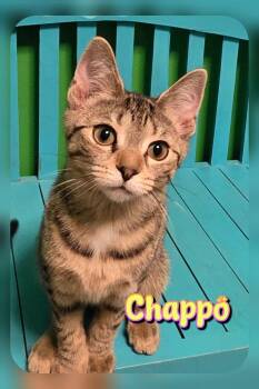 Chappo -  Domestic Short Hair Cat for Adoption in Harpers Ferry, West Virginia - Chappo | PetCurious