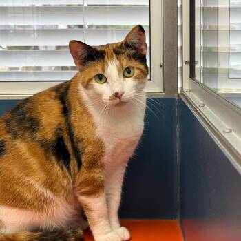 Domestic Short Hair Cats Available for Adoption in Tulsa, Oklahoma - Ruby | PetCurious