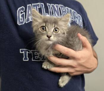 Simone -  Domestic Long Hair Cat for Adoption in Dickson, Tennessee - Simone | PetCurious