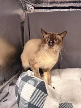 ELVIS -  Siamese Cat for Adoption in Grovetown, Georgia - ELVIS | PetCurious