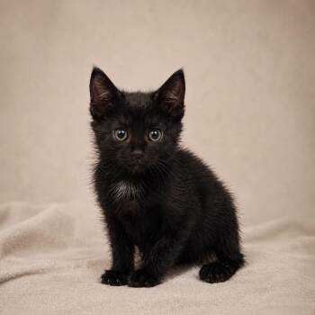 Domestic Short Hair Cats Available for Adoption in Miami, Florida - Andra | PetCurious