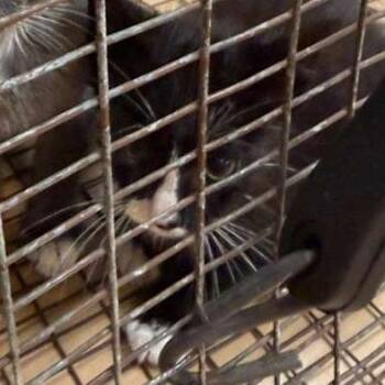 Domestic Short Hair Cats Available for Adoption in Gadsden, Alabama - Mr. Owl | PetCurious