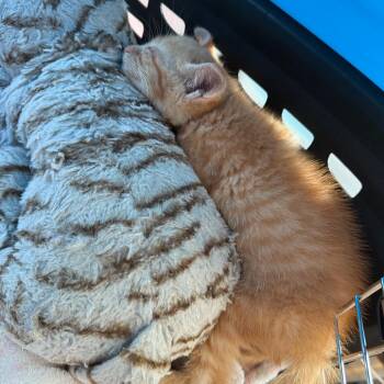 Leroy Jenkins -  Domestic Short Hair Cat for Adoption in Port Richey, Florida - Leroy Jenkins | PetCurious