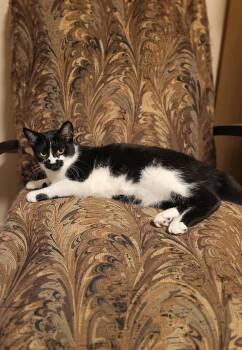 Domestic Short Hair Cats Available for Adoption - Summer | PetCurious