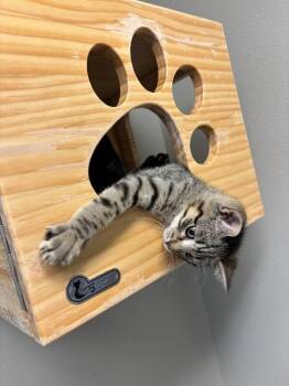 Sao Paulo -  Domestic Short Hair Cat for Adoption in Fort Collins, Colorado - Sao Paulo | PetCurious