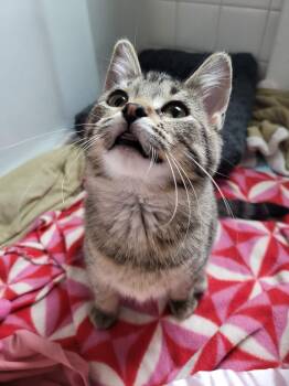 American Shorthair Cats Available for Adoption - Myopia | PetCurious