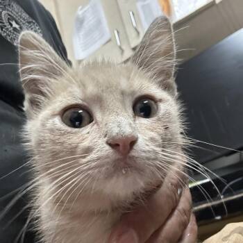 Drama -  American Shorthair Cat for Adoption in Lufkin, Texas - Drama | PetCurious