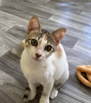 Ashling (Ashley) -  Domestic Short Hair Cat for Adoption in Portland, Oregon - Ashling (Ashley) | PetCurious
