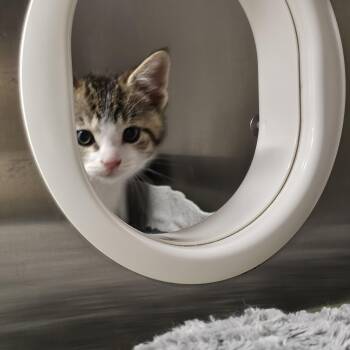 Gus -  Domestic Short Hair Cat for Adoption in Stratford, Connecticut - Gus | PetCurious