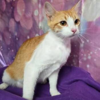 Sahara -  Domestic Short Hair Cat for Adoption in Fort Collins, Colorado - Sahara | PetCurious