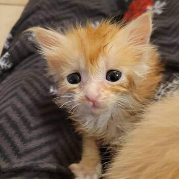 Frankie -  Domestic Medium Hair Cat for Adoption in Hernando, Mississippi - Frankie | PetCurious