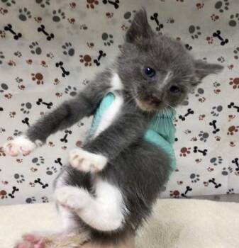 DONATELLO -  Domestic Short Hair Cat for Adoption in Riverside, California - DONATELLO | PetCurious