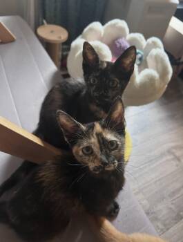 Nori & Haru *BONDED* -  Domestic Short Hair Cat for Adoption in Herndon, Virginia - Nori & Haru *BONDED* | PetCurious