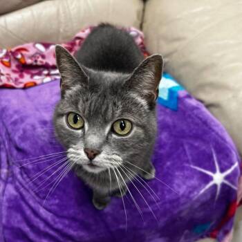 Rescue Manx Cats for Adoption in Maple Ridge, British Columbia - Lovebird | PetCurious