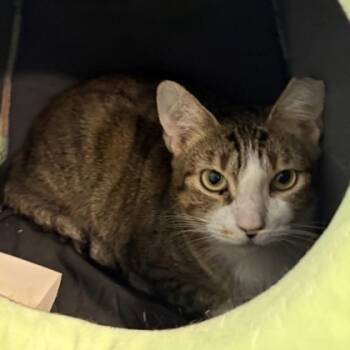 Rescue Domestic Short Hair Cats for Adoption in Dallas, Texas - Isabella | PetCurious