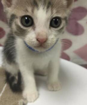 Domestic Short Hair Cats Available for Adoption - DASH | PetCurious