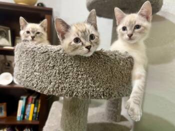Toetino -  Siamese Cat for Adoption in Kennewick, Washington - Toetino | PetCurious