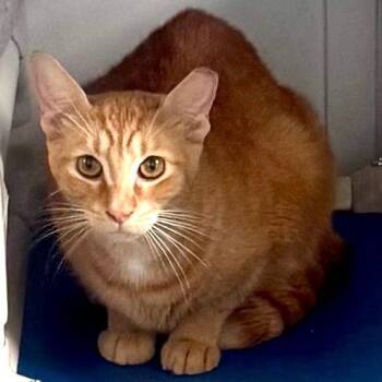 Domestic Short Hair Cats Available for Adoption in Lakeland, Florida - Angel | PetCurious