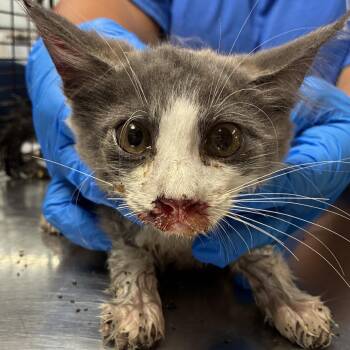 Mike -  Domestic Short Hair Cat for Adoption in Edinburg, Texas - Mike | PetCurious
