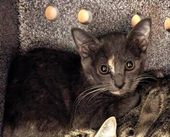 TweedleDee -  Domestic Short Hair Cat for Adoption in Daytona Beach, Florida - TweedleDee | PetCurious