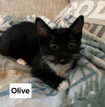 Rescue Domestic Short Hair Cats for Adoption in Massillon, Ohio - Olive | PetCurious