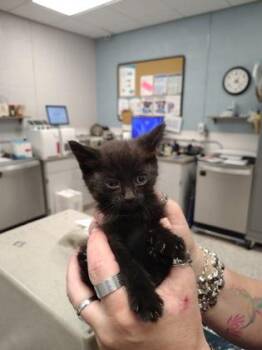 Miles -  Domestic Short Hair Cat for Adoption in Gastonia, North Carolina - Miles | PetCurious