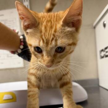 Noah -  Domestic Short Hair Cat for Adoption in Yuma, Arizona - Noah | PetCurious